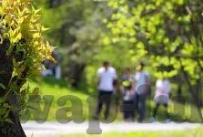 成人免费视频在线播放-成人视频在线观看的合法与道德边界
