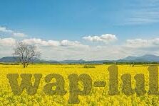 大象回家视频dx导航2022-大象回家，一场由DX导航引领的2022年温暖旅程